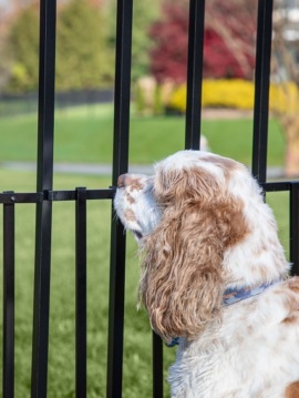 Puppy Picket Add-on - Order Two Per Panel